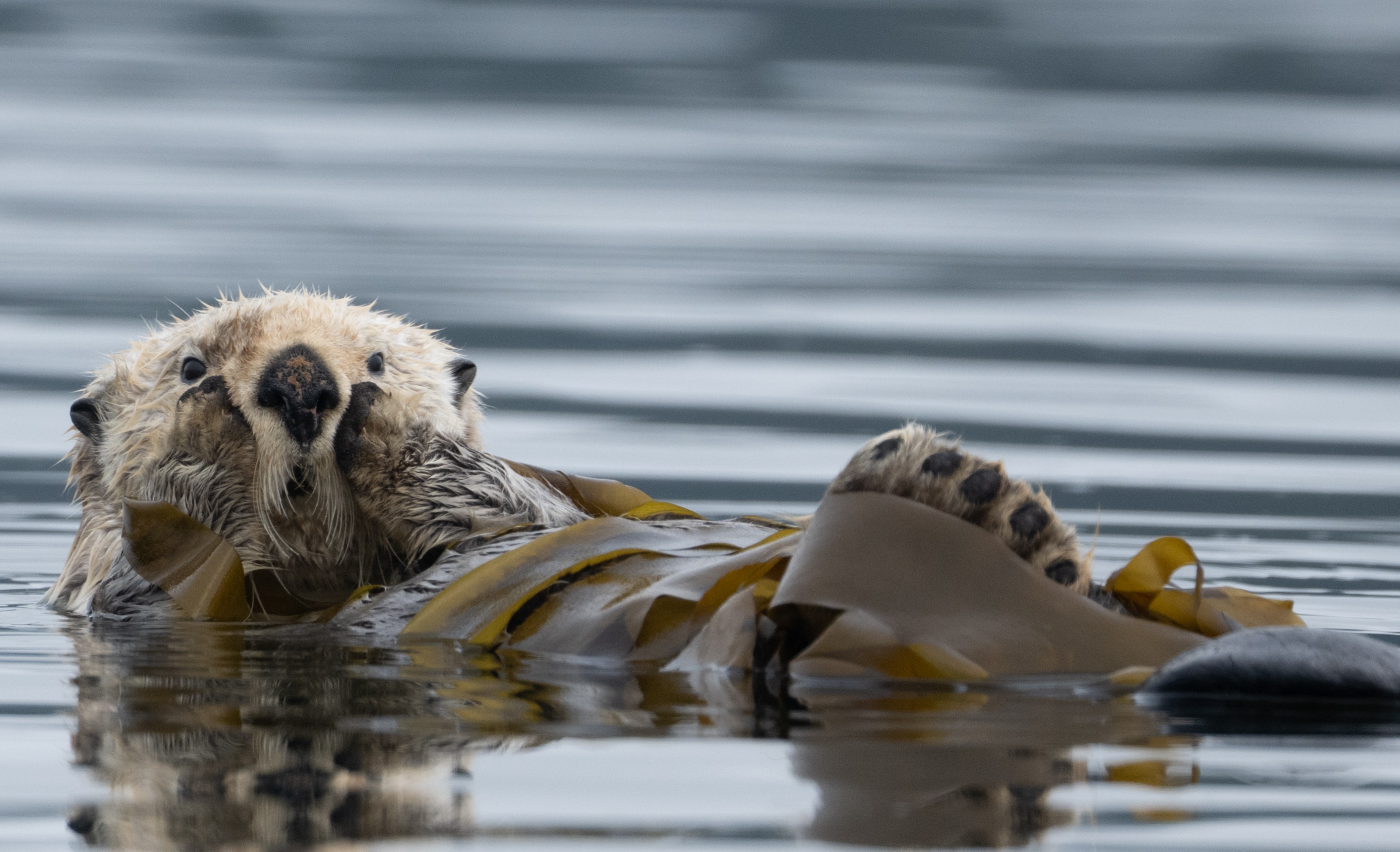 Announcing the winners of the 2025 Canadian Photos of the Year competition